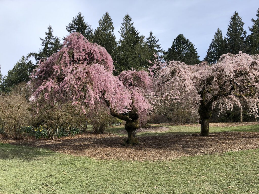 City Garden Tours - Seattle Arboretum Cherry Trees