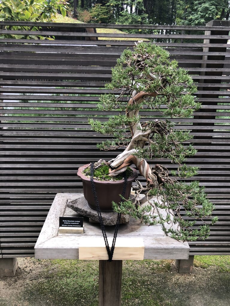 Portland Japanese Garden - Bonsai