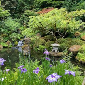 Japanese Iris Blossoms 