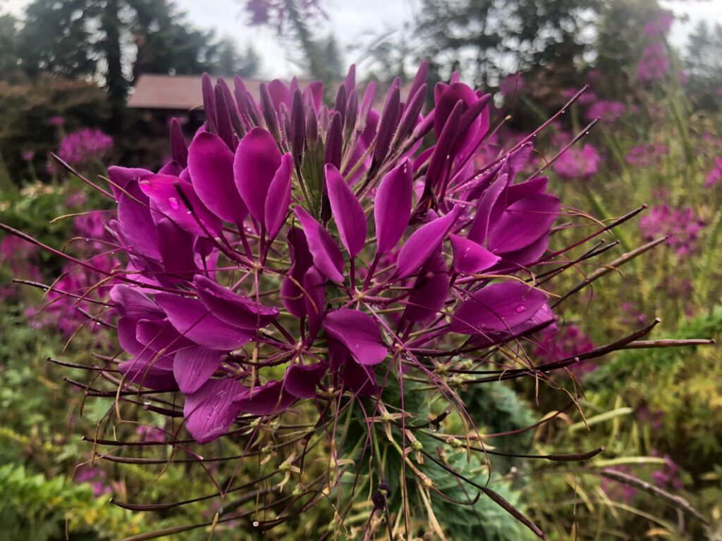 Cleome - Kubota Garden