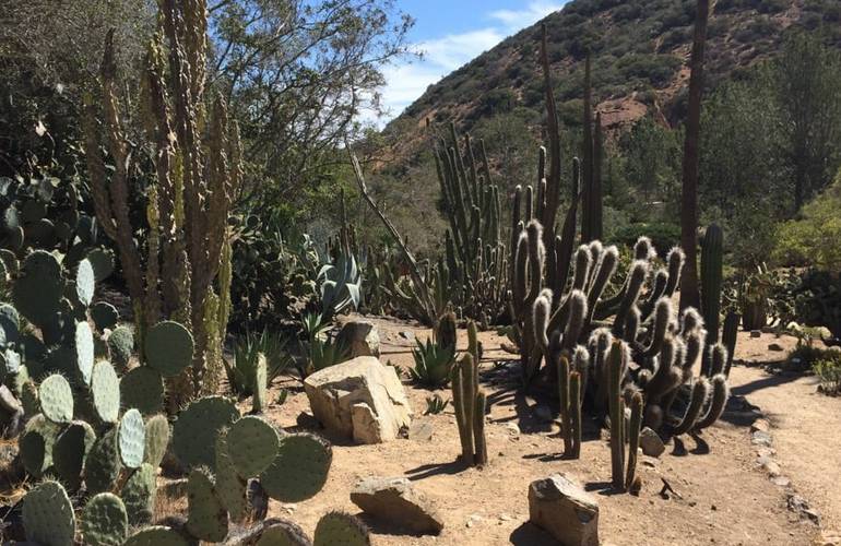 Wrigley Garden Cactus