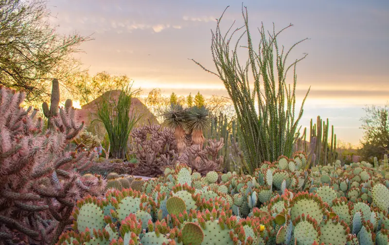 Desert Botanical Garden