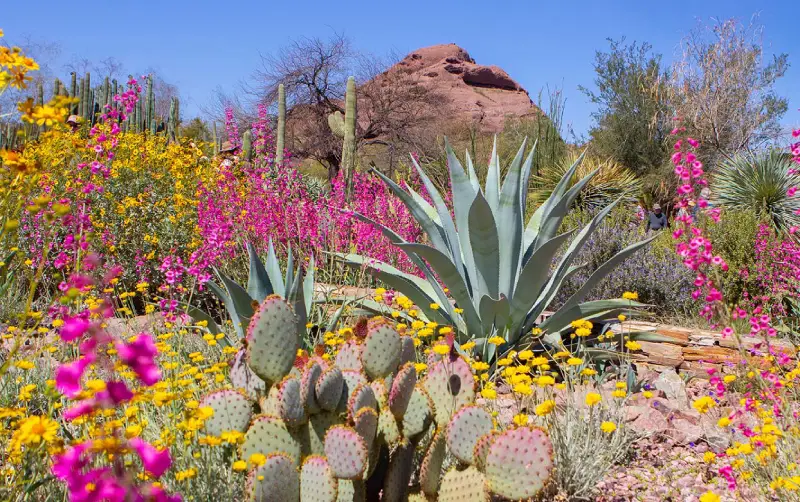 Desert Botanical Garden - Phoenix, Arizona